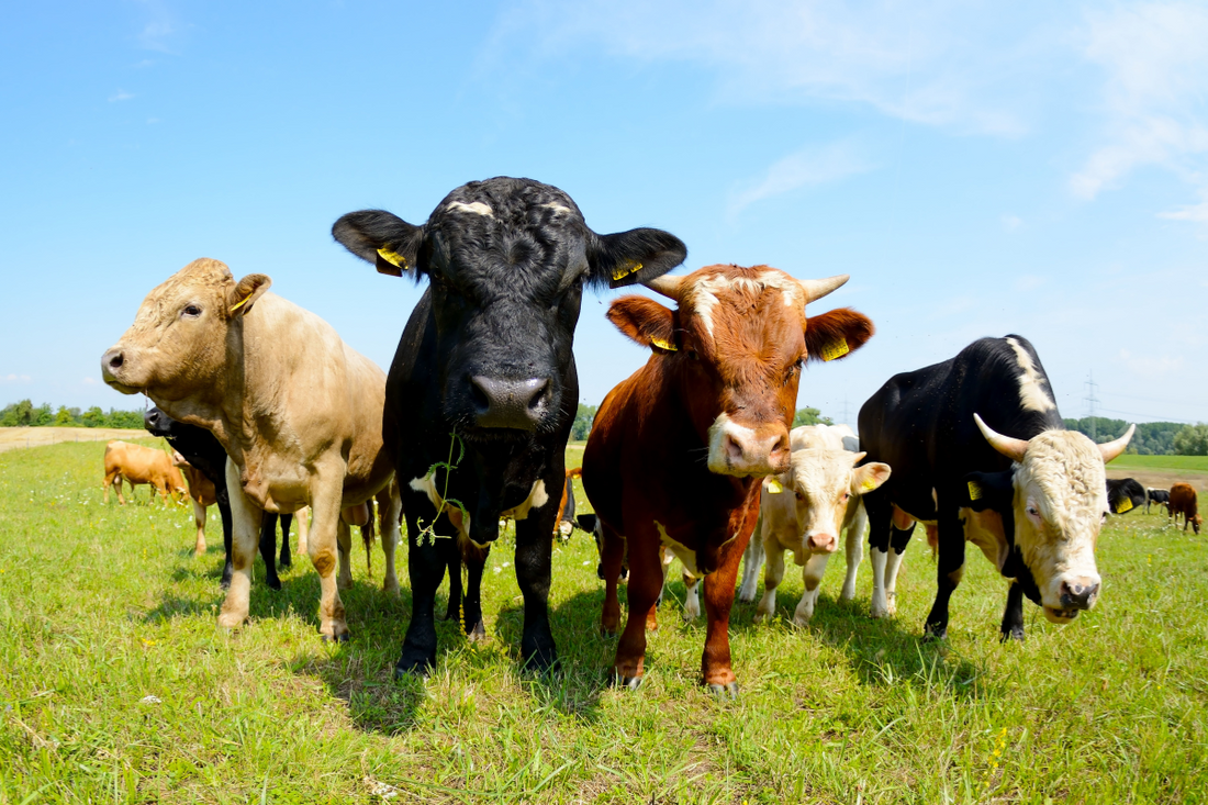 It’s Time to Bring Companion Animals into the Food System Conversation