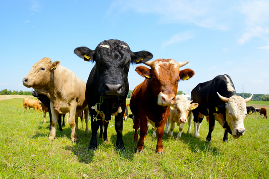 It’s Time to Bring Companion Animals into the Food System Conversation