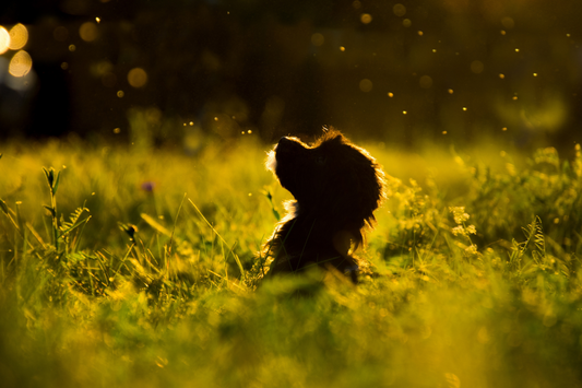 What We Put on Our Dogs: Rethinking Parasite Prevention in an Interconnected World