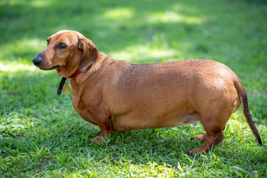 "Pawzempic" in the Pipeline: Why Are We Designing Weight Drugs for Dogs?