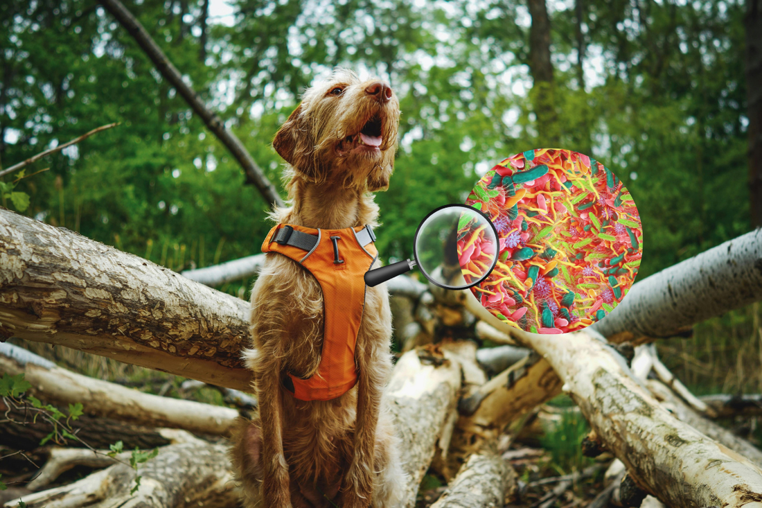 Rethinking the Microbiome with FETCH