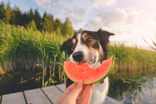 Too Hot to Trot? Supporting Your Dog Through Summer Shifts