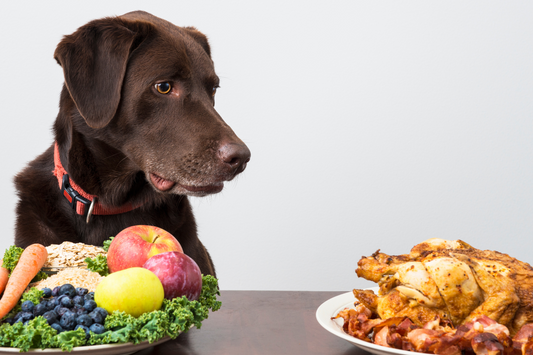 Beyond the Binary of Dog Food